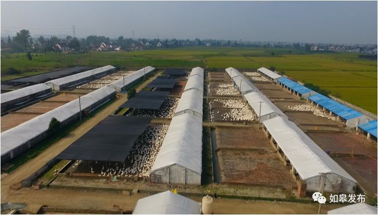 万富禽业合作社养鸭场 章丽娟 供图