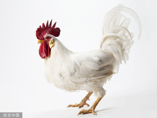 白羽肉鸡,顾名思义,这种鸡大多数羽毛全身白色,这种鸡最大的特点,美国