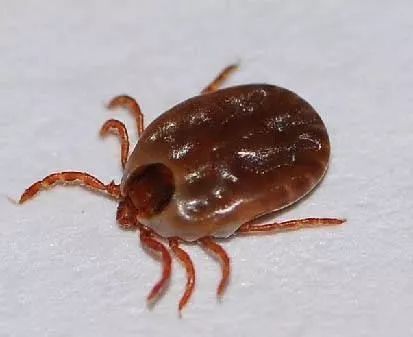 牛焦虫病的症状,治疗及预防