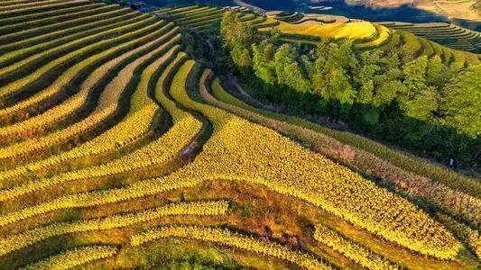 龙脊梯田美照欣赏——两大梯田