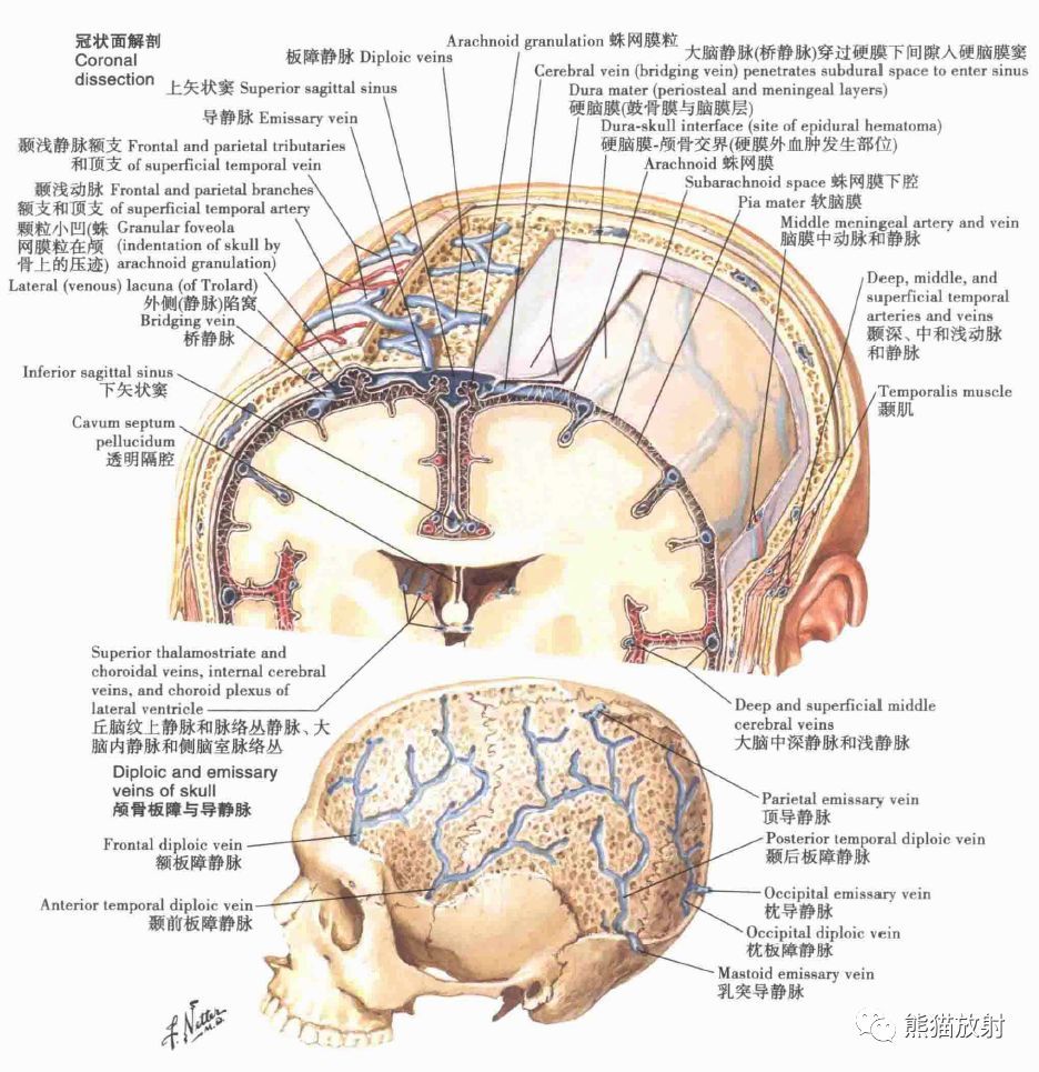 腦膜及其血供硬腦膜靜脈竇的精美解剖圖