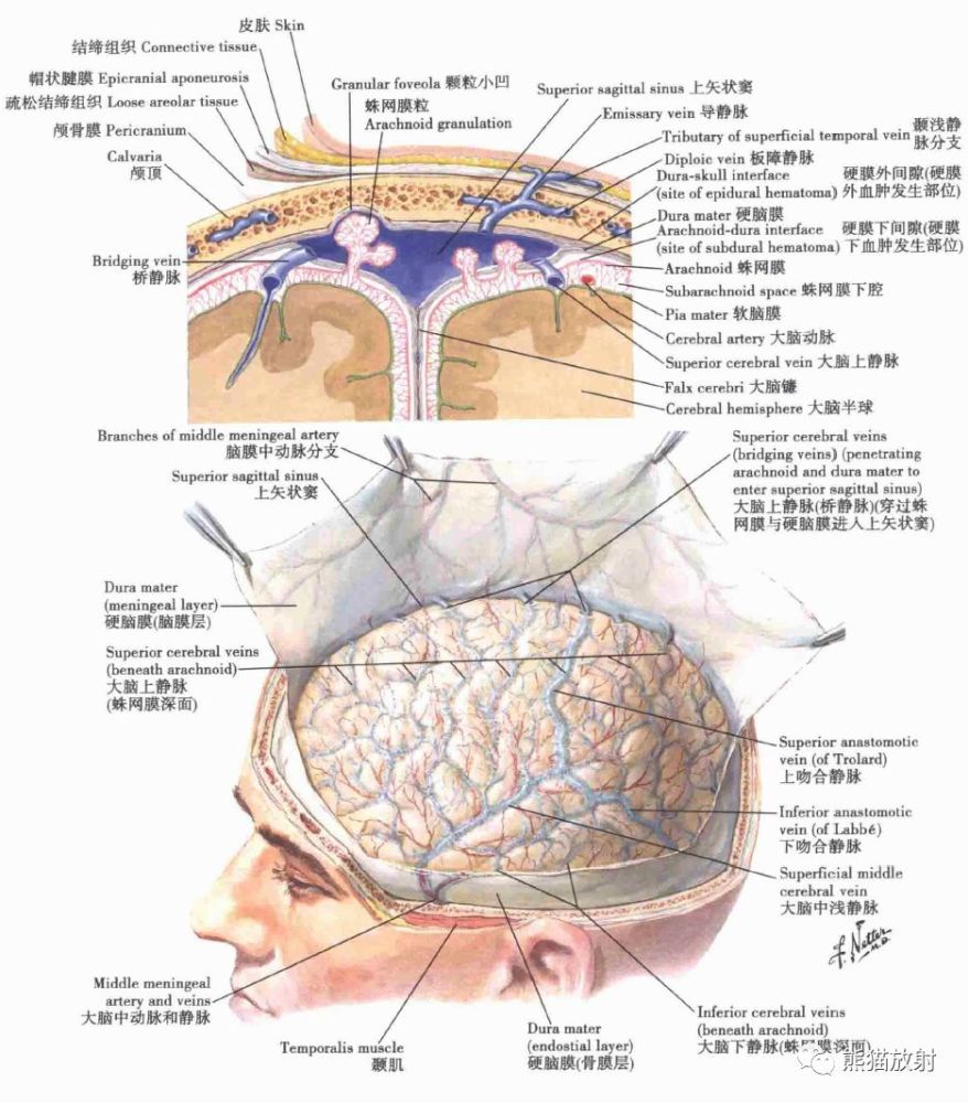 腦膜及其血供硬腦膜靜脈竇的精美解剖圖