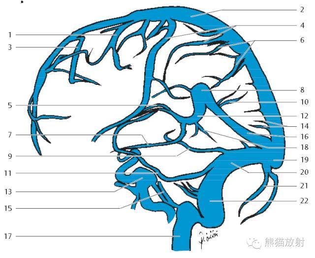 腦膜及其血供硬腦膜靜脈竇的精美解剖圖