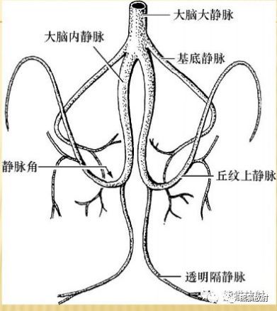 腦膜及其血供硬腦膜靜脈竇的精美解剖圖