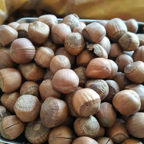 3款"姓火"的果子,90%的人只知道1款,最后1款世界名果