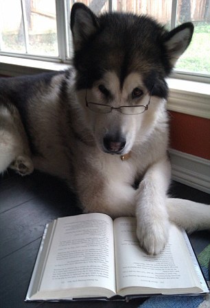 识字犬古代人写的恐怖故事再看一遍仍是毛骨悚然