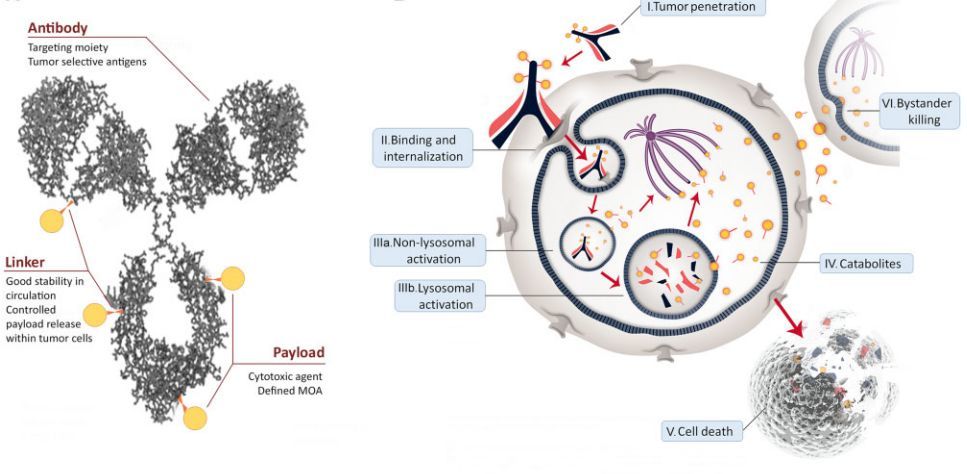 跨越百年的 魔法炸弹 体偶联药物 不愧是抗体药物的一颗明珠
