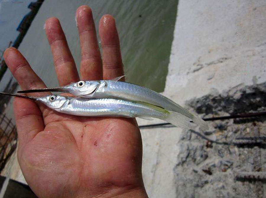 此鱼嘴巴尖细 很难钓到 聪明的渔民有办法 放 针良船