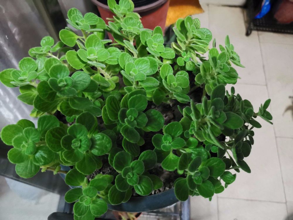 让人心疼又烦恼的碰碰香盆栽 繁殖简单 但我却不想养太多