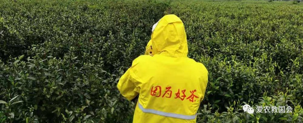 生物学|茶红素的生物学活性