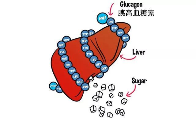 糖友最怕低血糖首个即时胰高血糖素制剂gvoke获批治疗严重低血糖