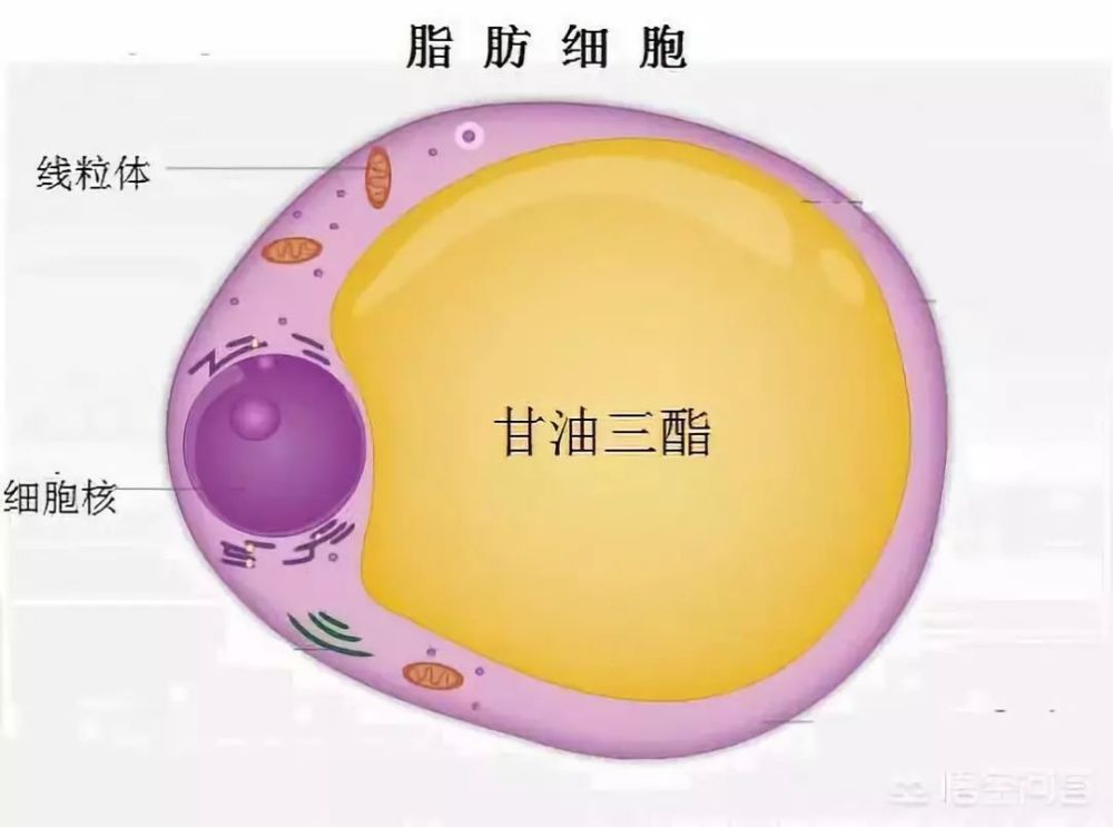 结果发现,所有受试者无论体重增加还是减低,他们脂肪细胞中脂质(油)