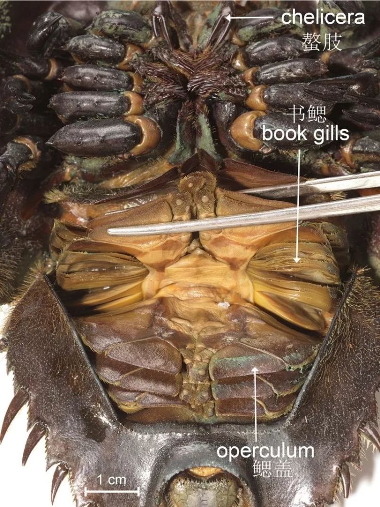 小虫虫大眼萌 头上长脚的蜘蛛远祖