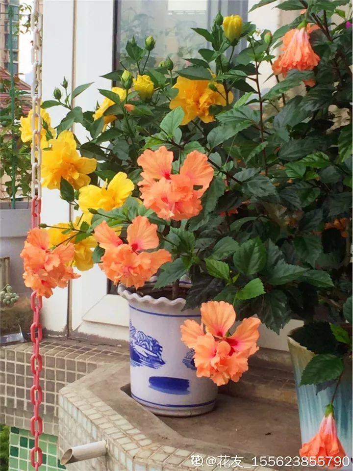 12种懒人花 一年四季都能开 阳台养花必备