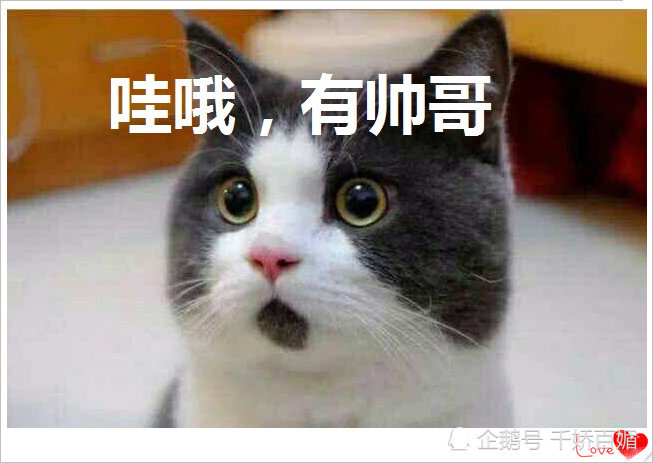 可爱小猫系列表情包,网友:那么凶干嘛?我也很怂啊!