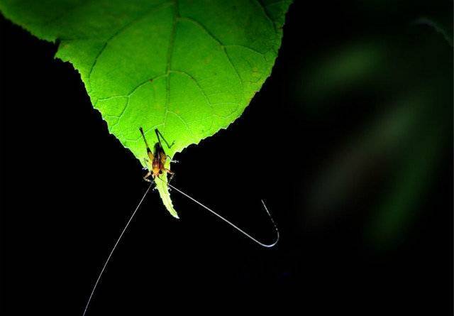 草虫鸣秋声中 我的父亲母亲生活在自己的诗经里