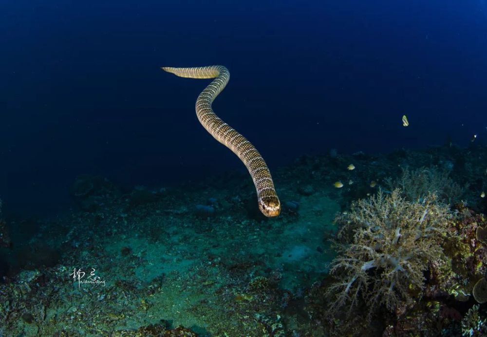 海蛇之谜 巨型海蛇是蛇颈龙吗
