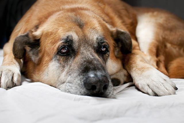 狗狗呕吐怎么办 偶尔是正常的 频繁吐可能是患了胃炎