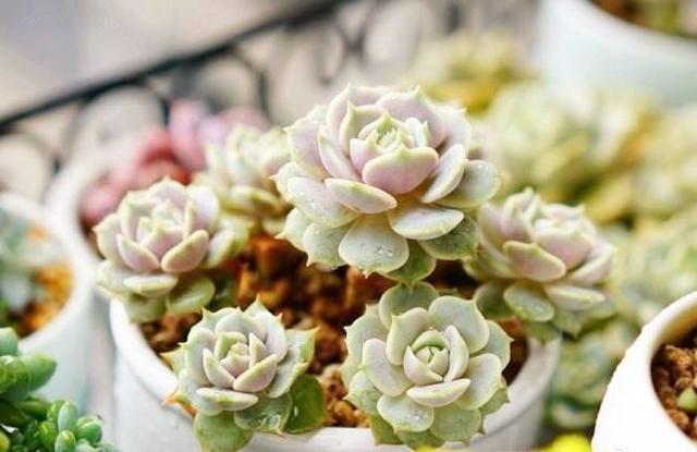 秋季多肉植物 做好这2点 让多肉恢复正常状态
