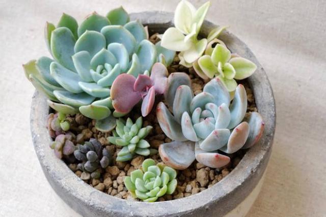 秋季多肉植物 做好这2点 让多肉恢复正常状态