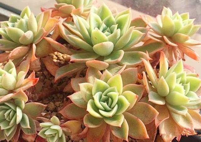 秋季多肉植物 做好这2点 让多肉恢复正常状态