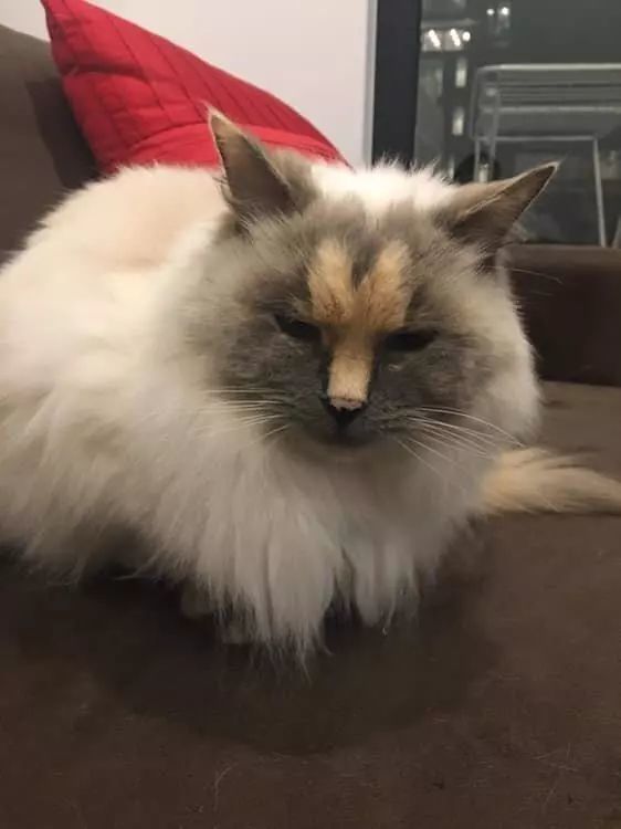 9岁布偶猫乖巧黏人 却因为花纹 独特 没人愿意领养