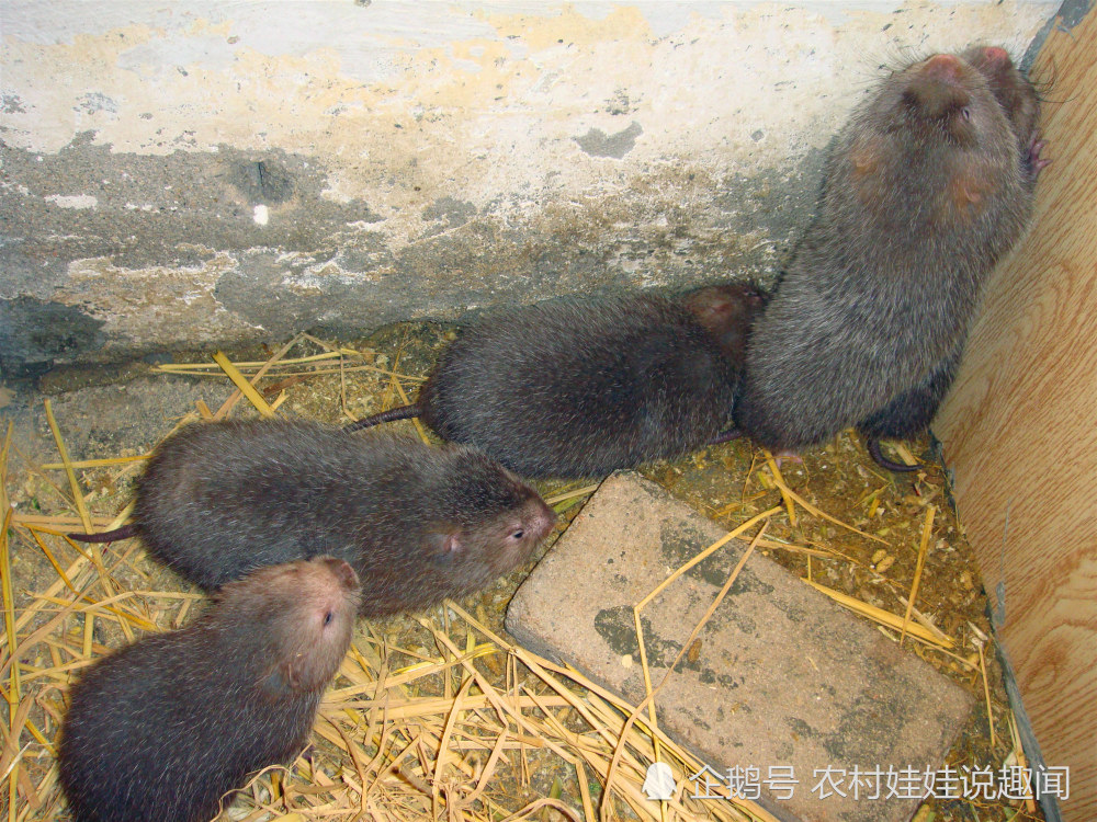 又一养殖骗局被揭发 号称一斤40元 结果却有价无市 咋回事