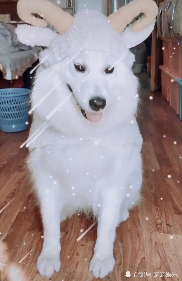 狗狗穿上小羊衣服,瞬间石化,狗:不用管我,主人开心就好