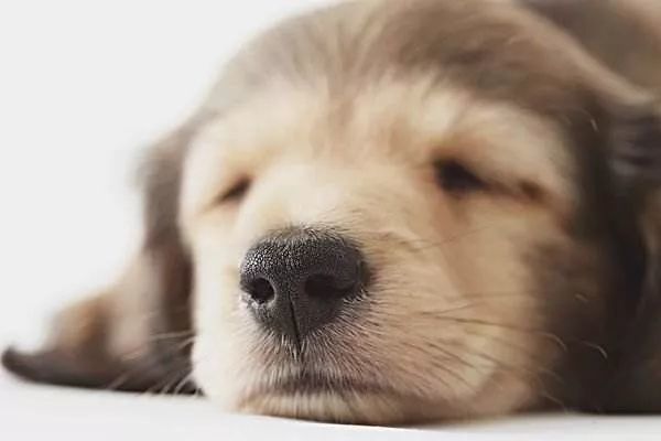 医生 我们家狗鼻子颜色这么淡 是不是因为生病了