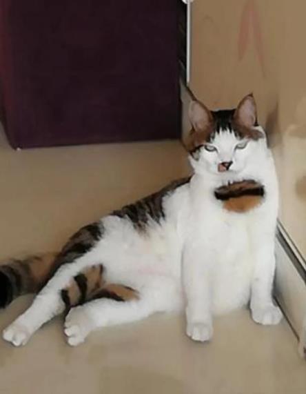 腾讯内容开放平台