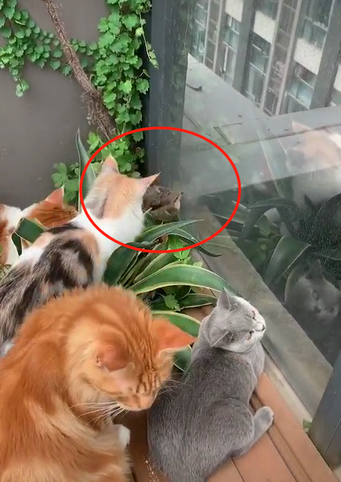 庭院里猫咪们聚在一起 主人上前一看 一只小麻雀被围在角落
