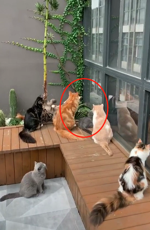 庭院里猫咪们聚在一起 主人上前一看 一只小麻雀被围在角落