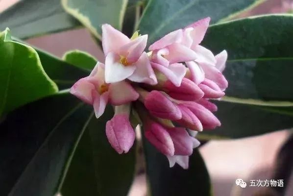 芫花 酷似丁香 不是丁香