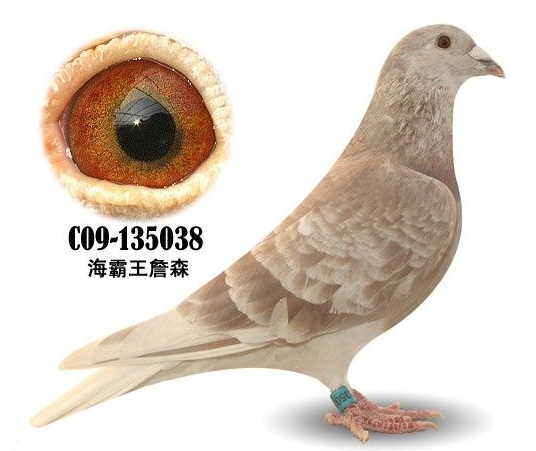 名家养功学习 不得不知道的詹森兄弟速配法 信鸽界的传奇