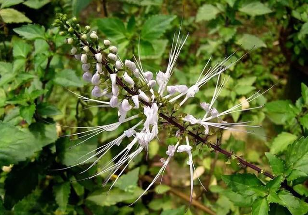 它才是治疗肾结石的王者草药,主要分布在广西