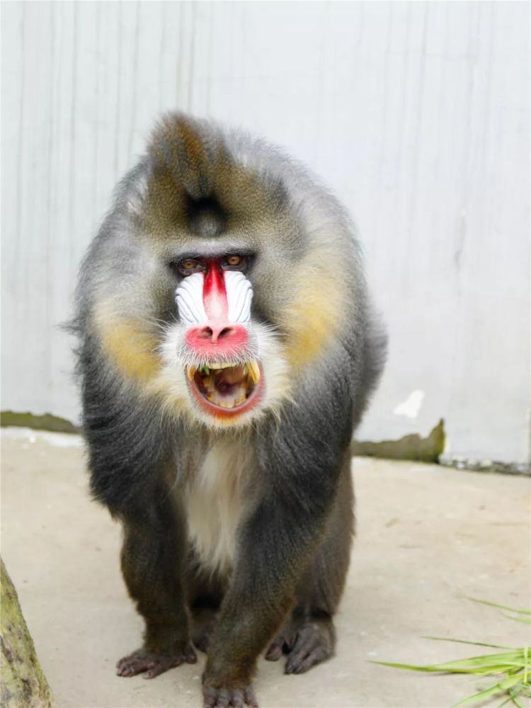 国庆旅游大揭秘来杭州野生动物世界让你一次玩个够