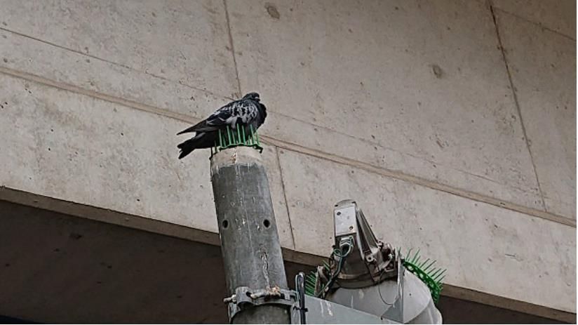 灯具放防鸟刺,长腿胖鸽站着破解鄙视低头:人类太嫩了