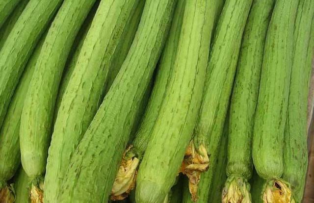 发苦的丝瓜居然比砒霜还毒不想买到苦丝瓜知道这3点就可以