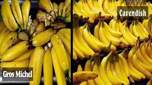 30年后香蕉灭绝原来我们吃的香蕉都来自同一棵树