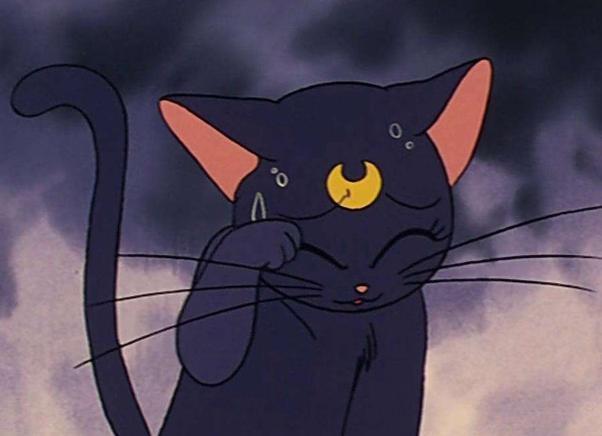 网友给自家猫p了个月牙看起来超像美少女战士的露娜