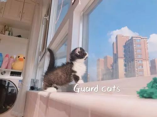 动物界的 萌神 曼基康矮脚猫 它还有一个名字叫 拿破仑