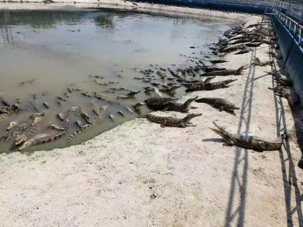 图源网络 参观东方蓝鳄鳄鱼基地,鳄鱼科普馆 你没有在现场看过