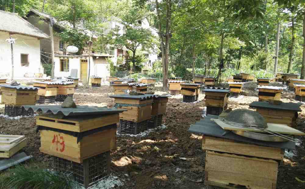 蜜蜂养殖需要办理什么手续 蜜蜂养殖技术及蜜蜂养殖方法