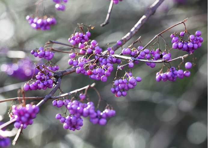 科普 花已谢 叶未红 九月赏果正当时