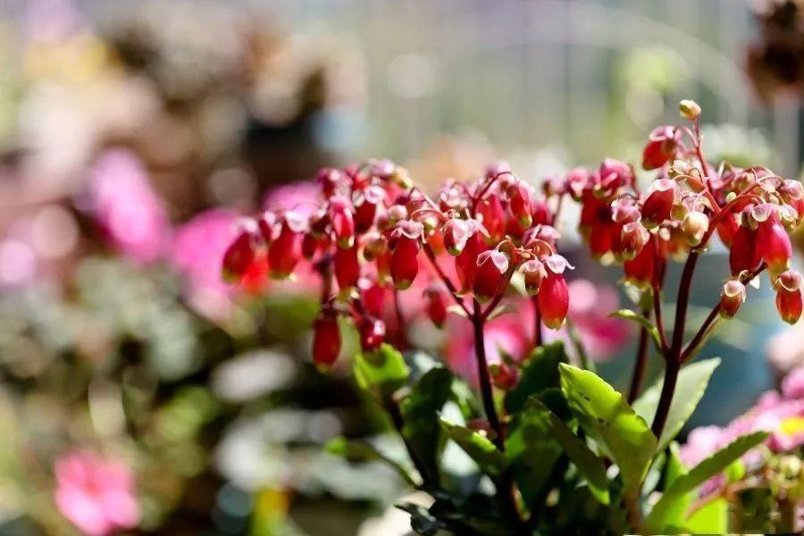 别嫌阳台小 种点花草 感觉真好