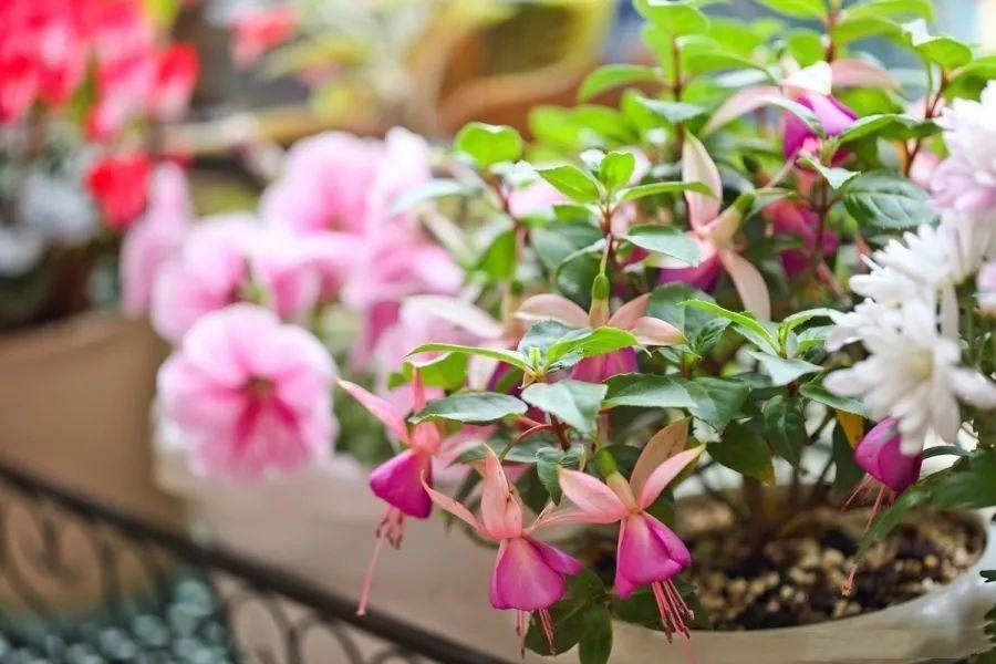 别嫌阳台小 种点花草 感觉真好