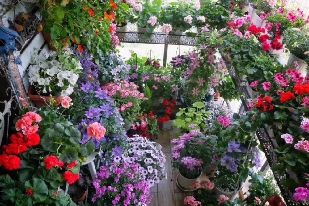 别嫌阳台小 种点花草 感觉真好