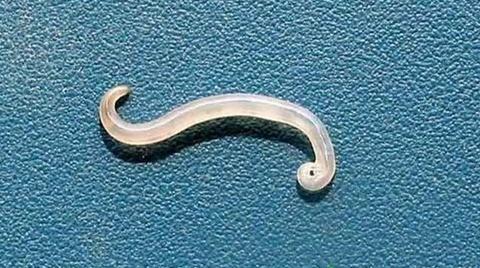 人宠共患病 如何预防寄生虫 恩倍多驱虫药怎么样