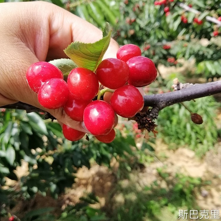 被人们遗忘的"倔头强"斯巴克里樱桃苗,耐贫瘠,好管理