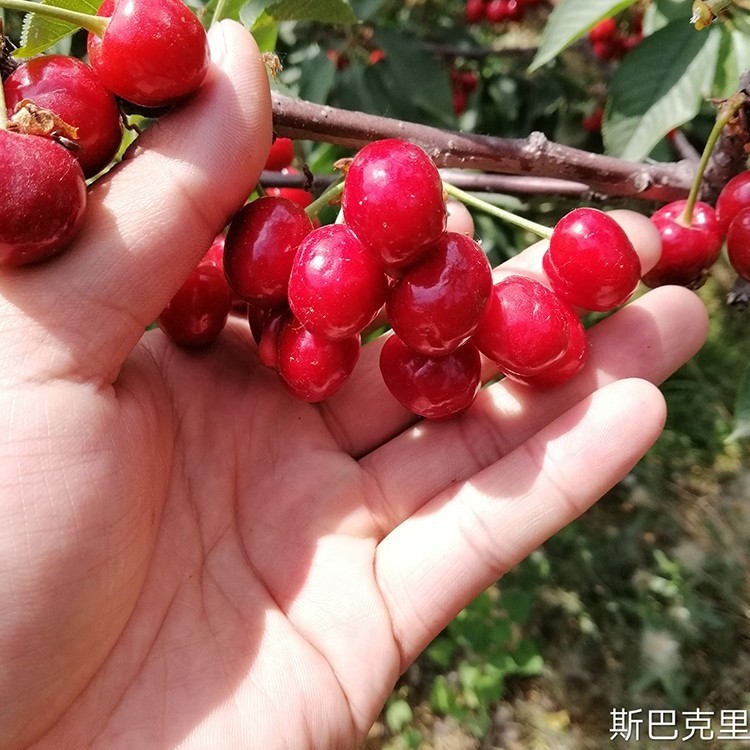 被人们遗忘的"倔头强"斯巴克里樱桃苗,耐贫瘠,好管理